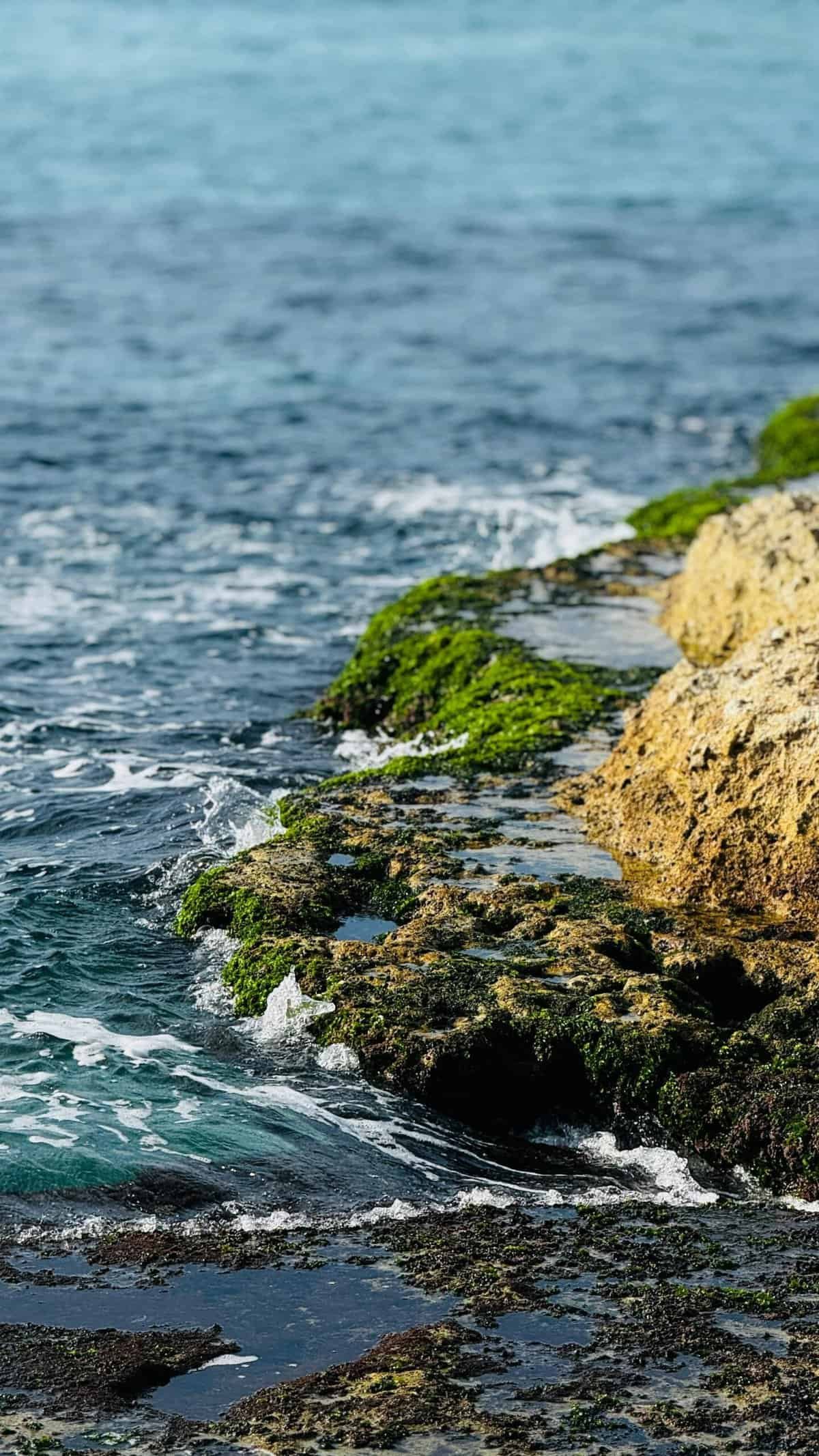 How Can You Prevent And Address Algae Growth In Your Water Well? How Can You Prevent And Address Algae Growth In Your Water Well?