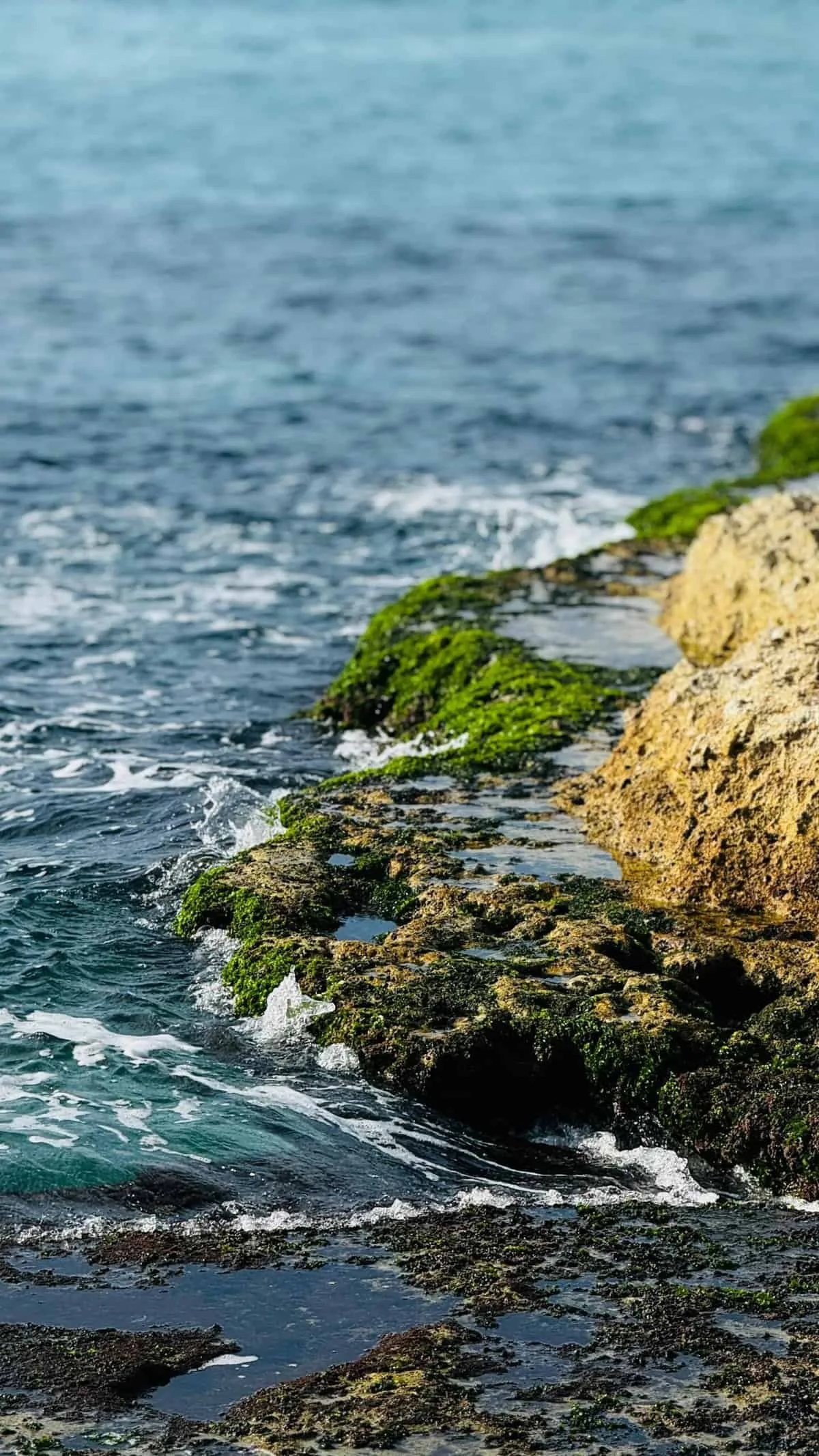 How Can You Prevent And Address Algae Growth In Your Water Well?