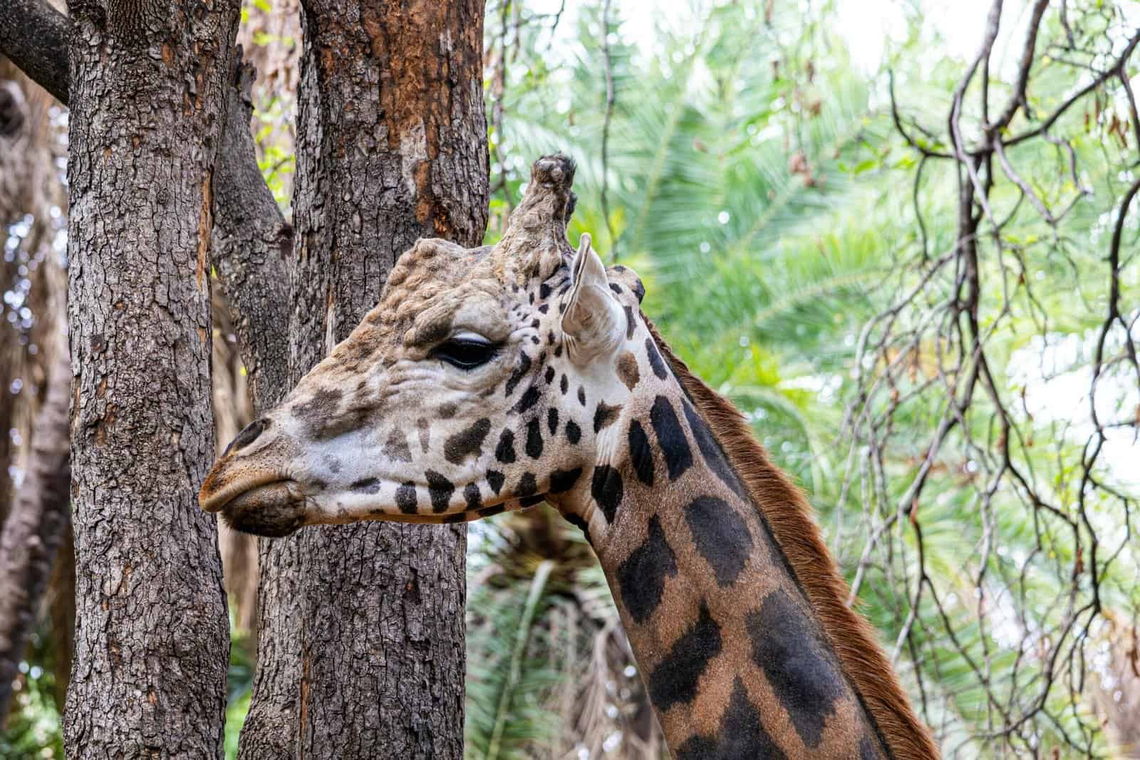 How Do You Maintain A Well In A Drought-prone Area? How Do You Maintain A Well In A Drought-prone Area?