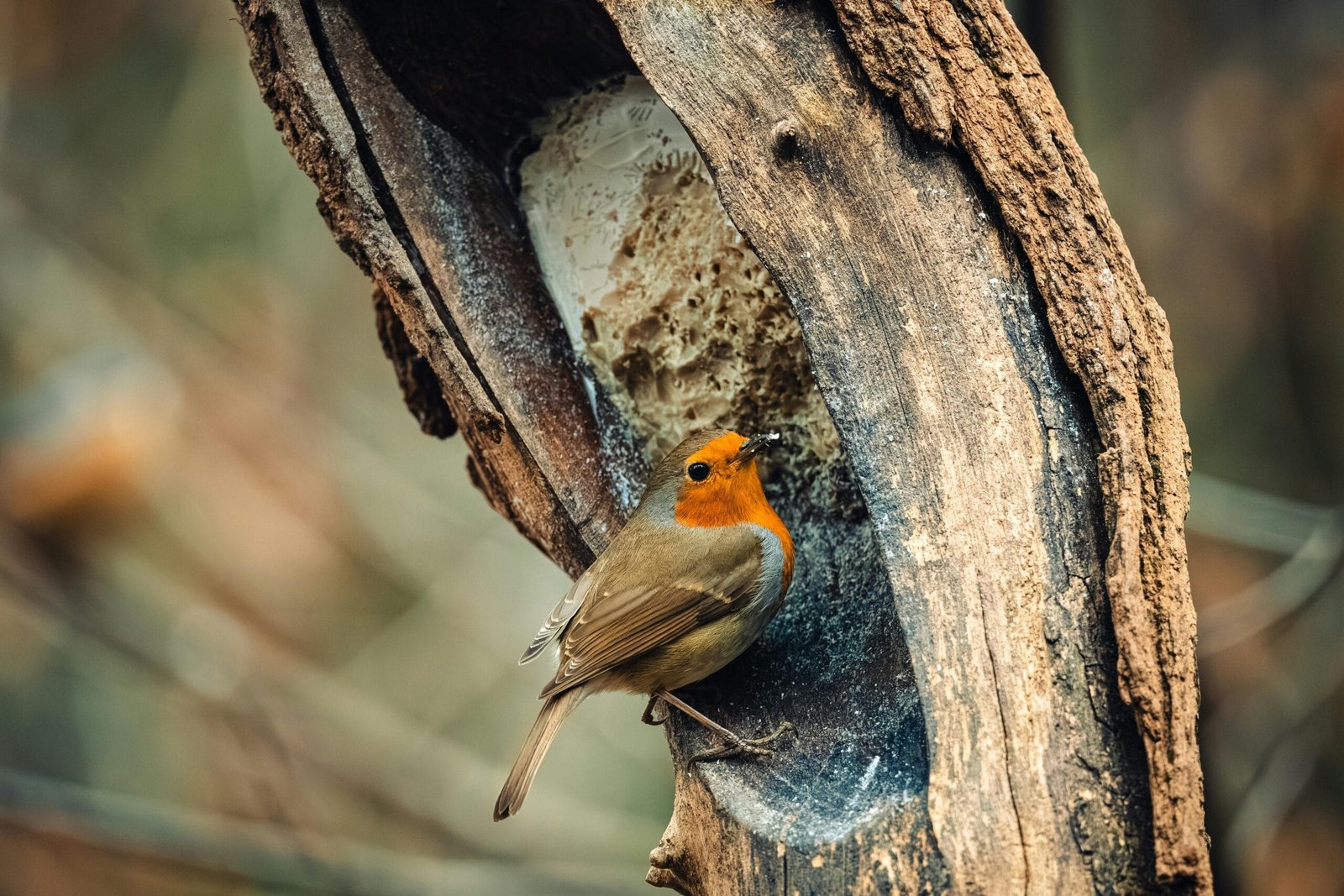 How Do You Maintain A Well In A Drought-prone Area? How Do You Maintain A Well In A Drought-prone Area?