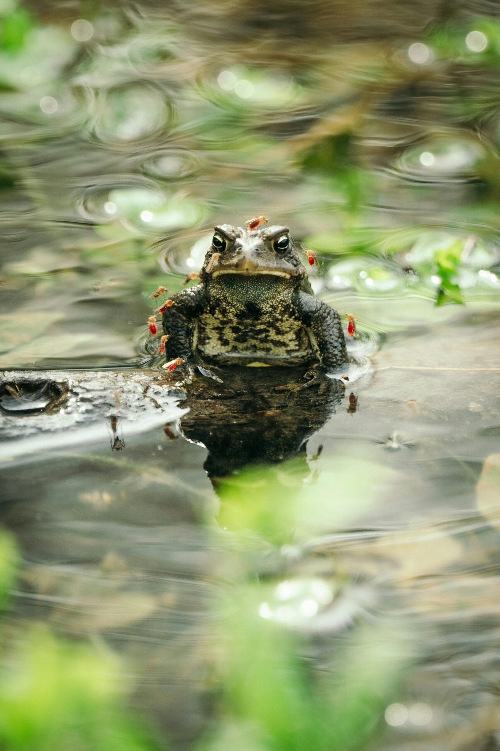 What Is Well Water Quality?