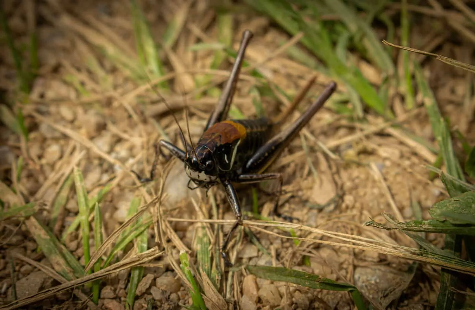 Can Termites Or Insects Damage My Well System?