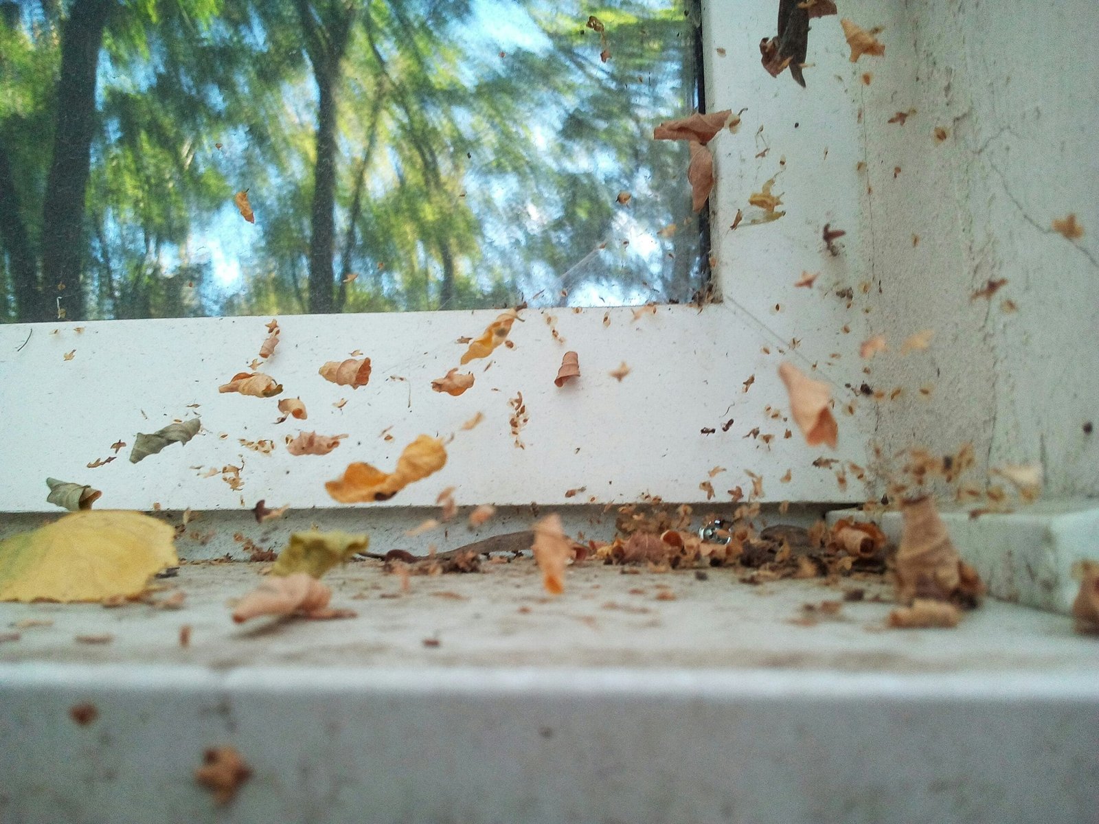 Can Termites Or Insects Damage My Well System? Can Termites Or Insects Damage My Well System?