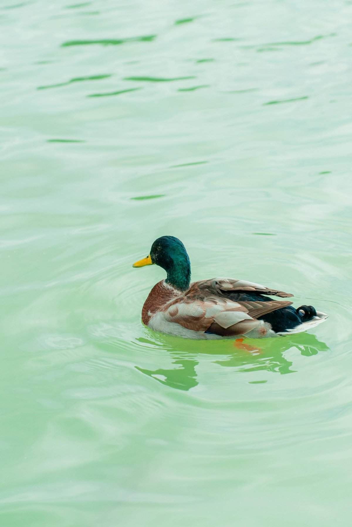 How Do I Monitor Water Quality Consistently?