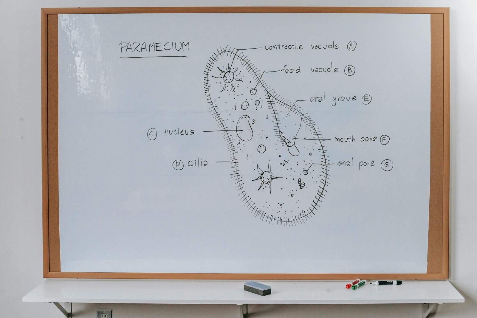 What Are Protozoa And How Do They Enter Wells? What Are Protozoa And How Do They Enter Wells?