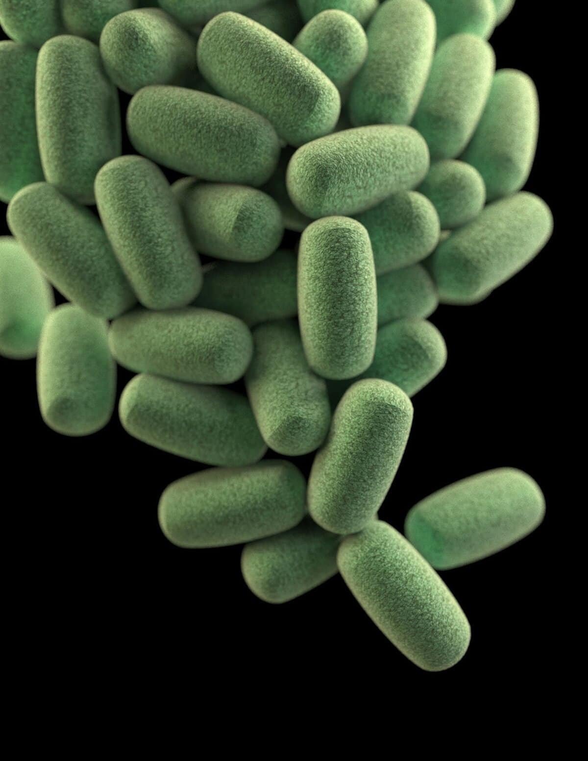 What Is Coliform Bacteria? What Is Coliform Bacteria?