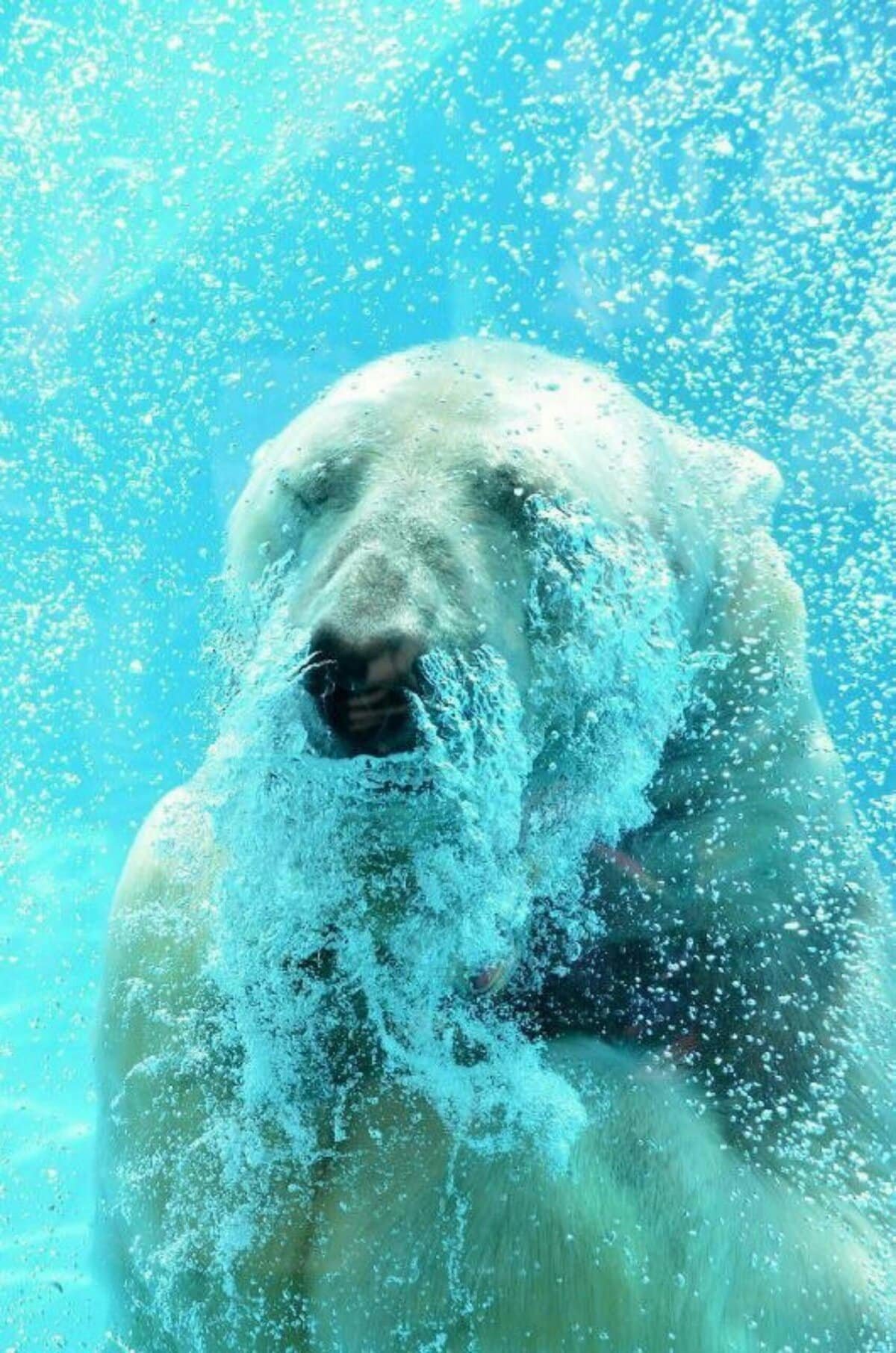 Can Animals Contaminate My Well? Can Animals Contaminate My Well?