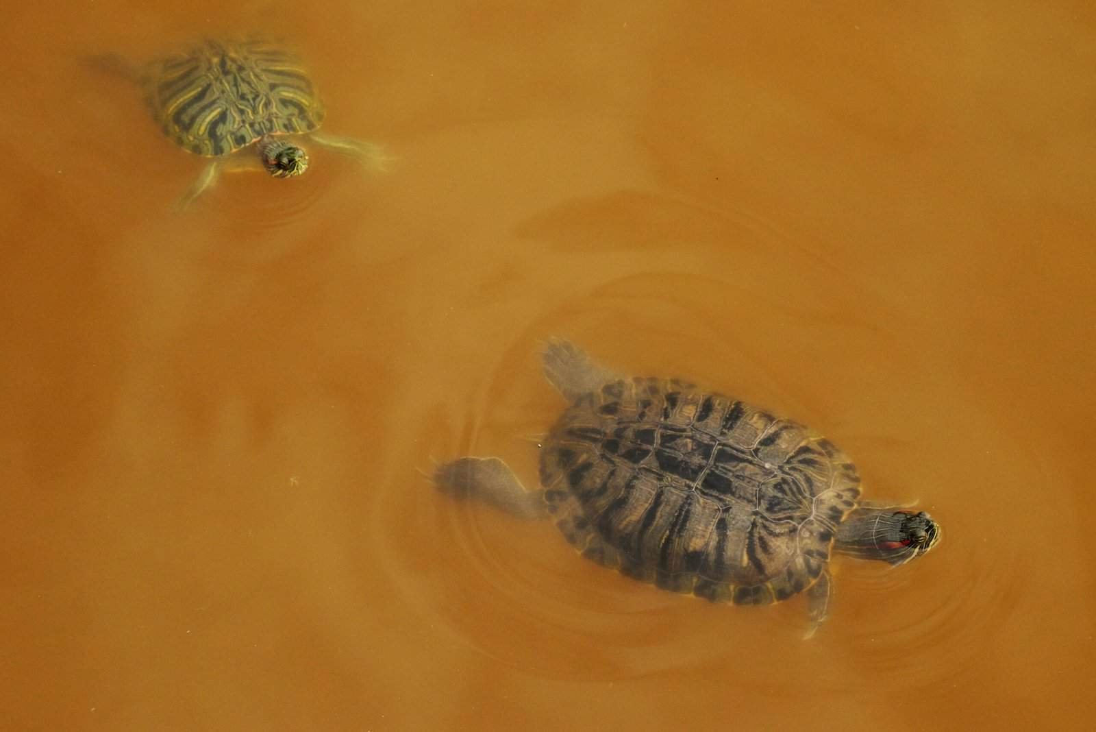 Can Flooding Contaminate My Well Water?