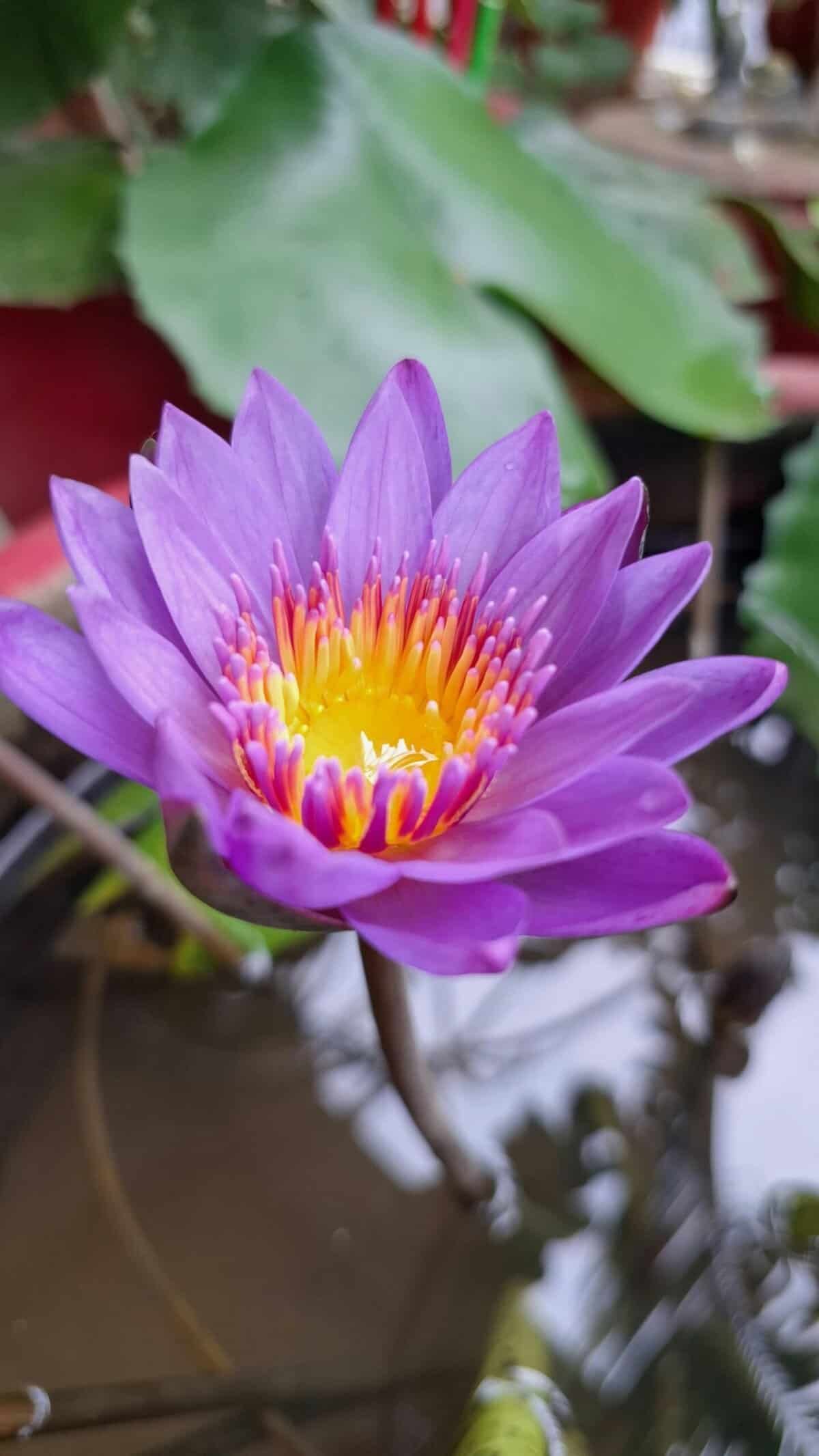 How Do I Test My Well Water For Bacteria? How Do I Test My Well Water For Bacteria?