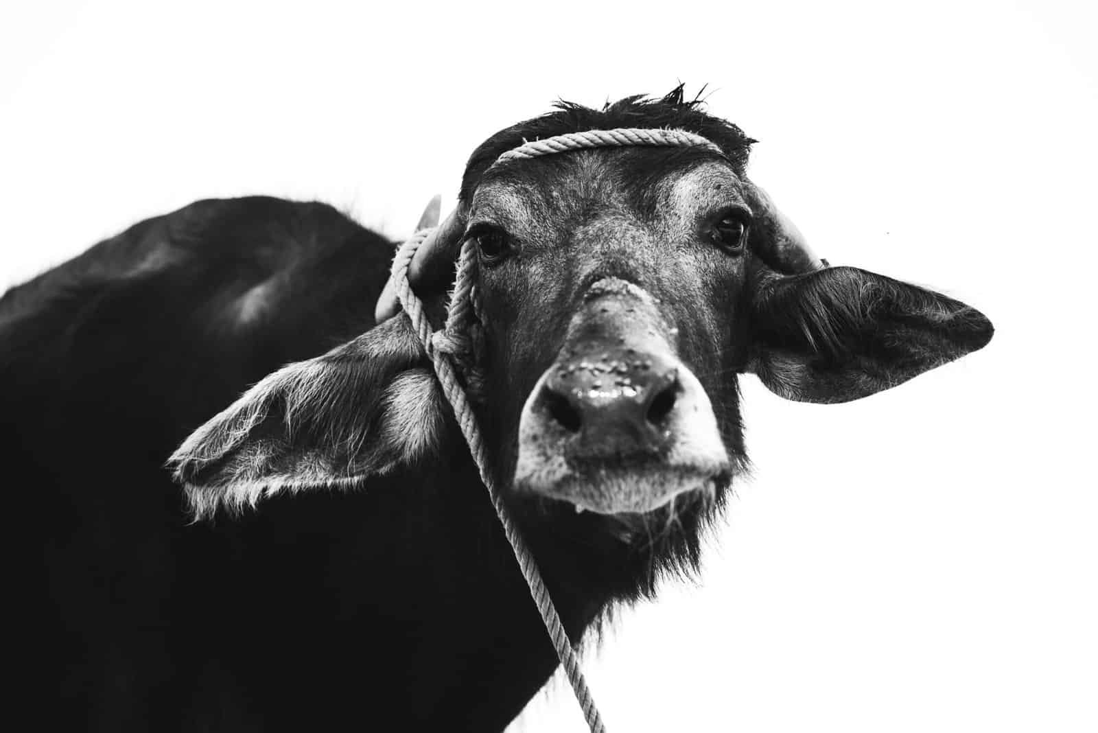 Can Nearby Agriculture Impact My Well Water Safety?