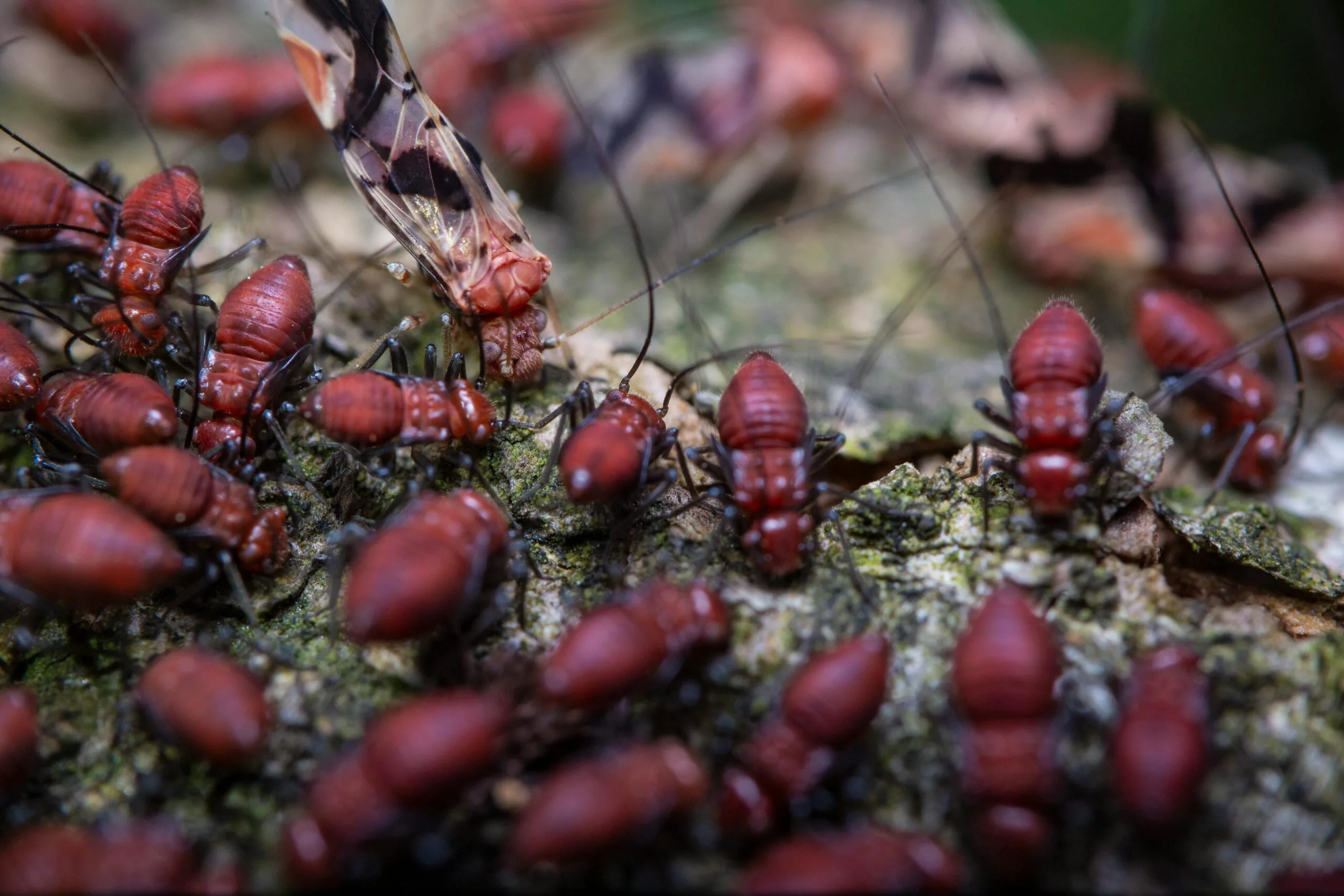 Can Termites Or Insects Damage My Well System? Can Termites Or Insects Damage My Well System?