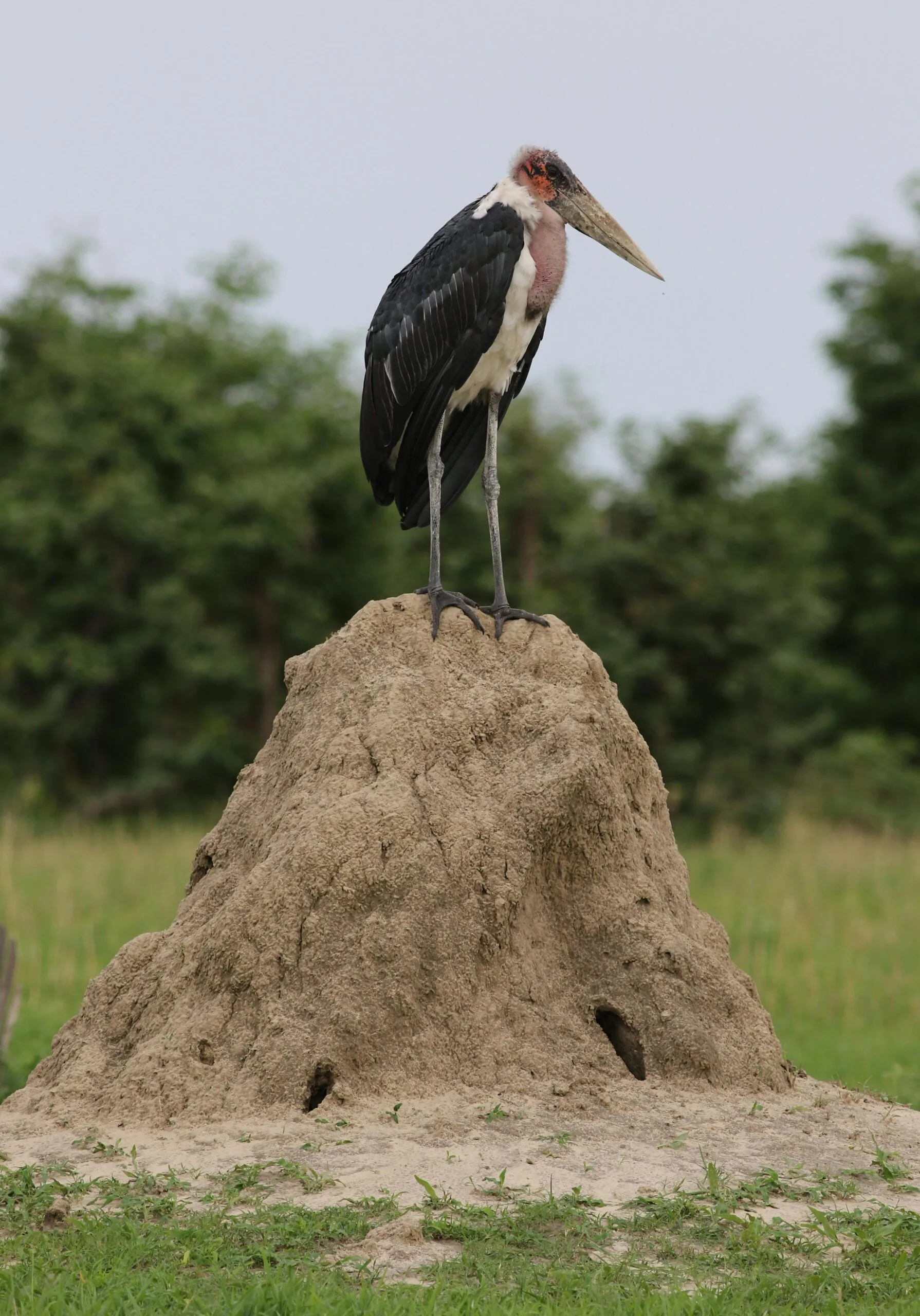 Can Termites Or Insects Damage My Well System? Can Termites Or Insects Damage My Well System?