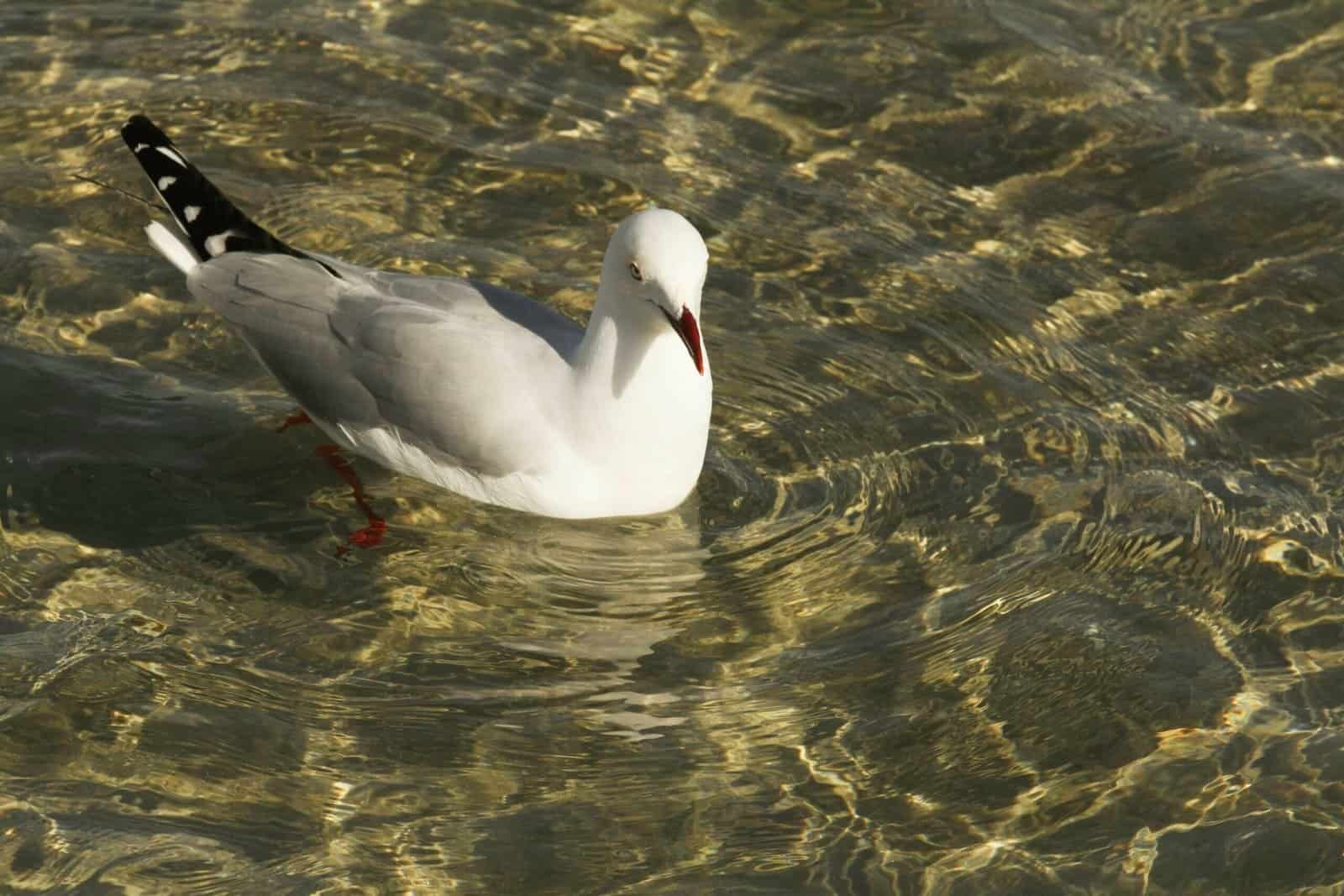 How Can I Avoid Cross-contamination From Irrigation Lines? How Can I Avoid Cross-contamination From Irrigation Lines?