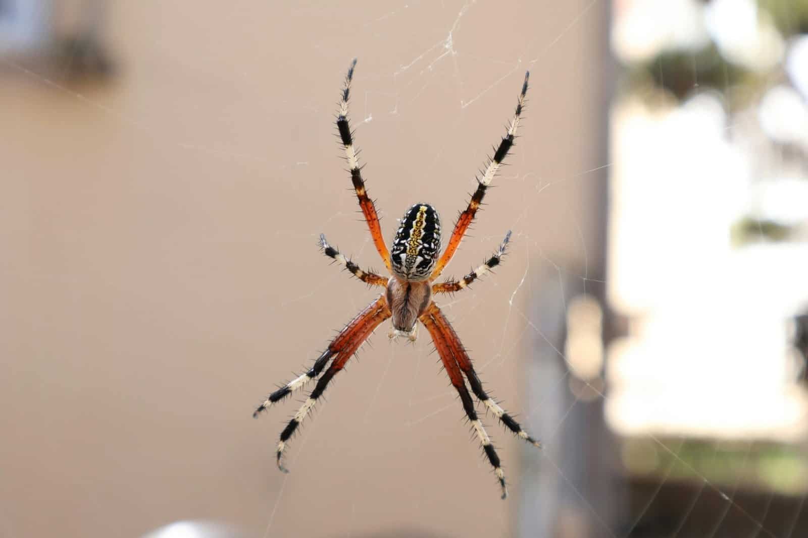 How Can I Prevent Algae Growth In My Well System? How Can I Prevent Algae Growth In My Well System?