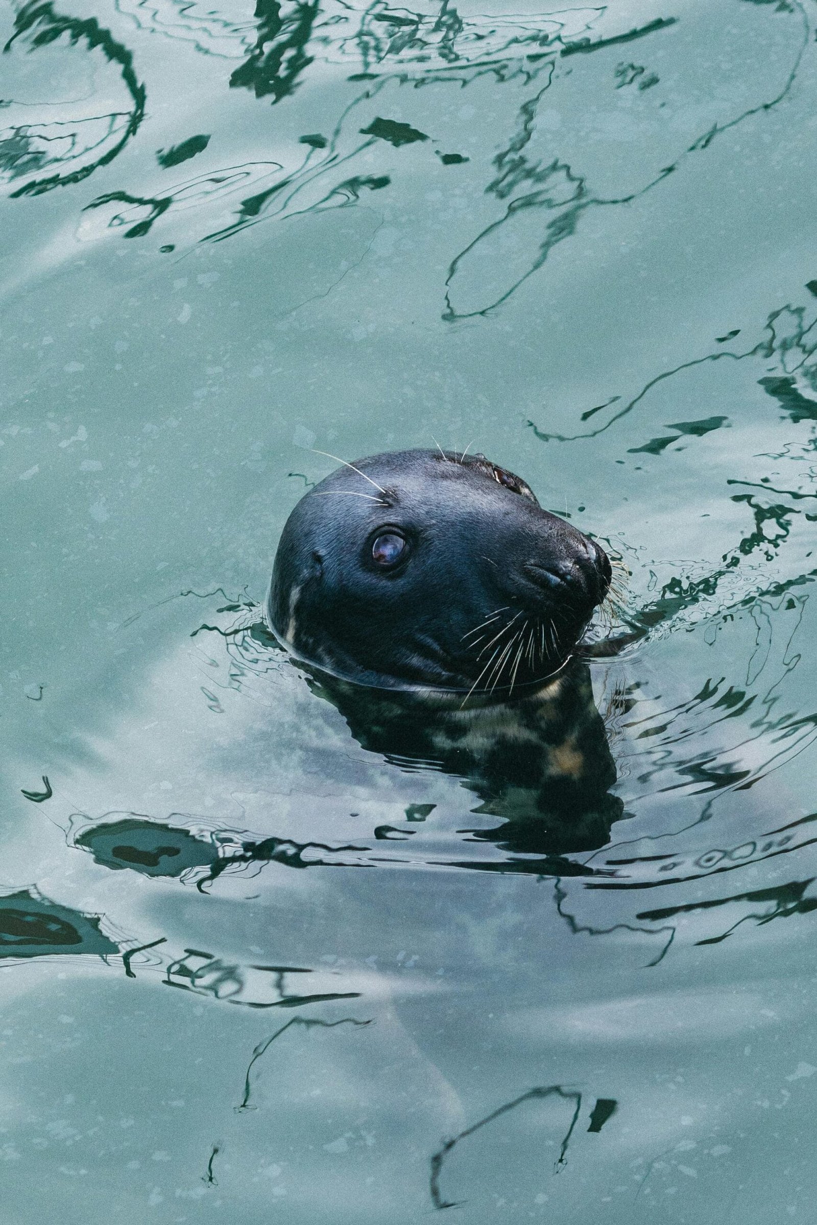 How Do I Monitor Water Quality Between Lab Tests?