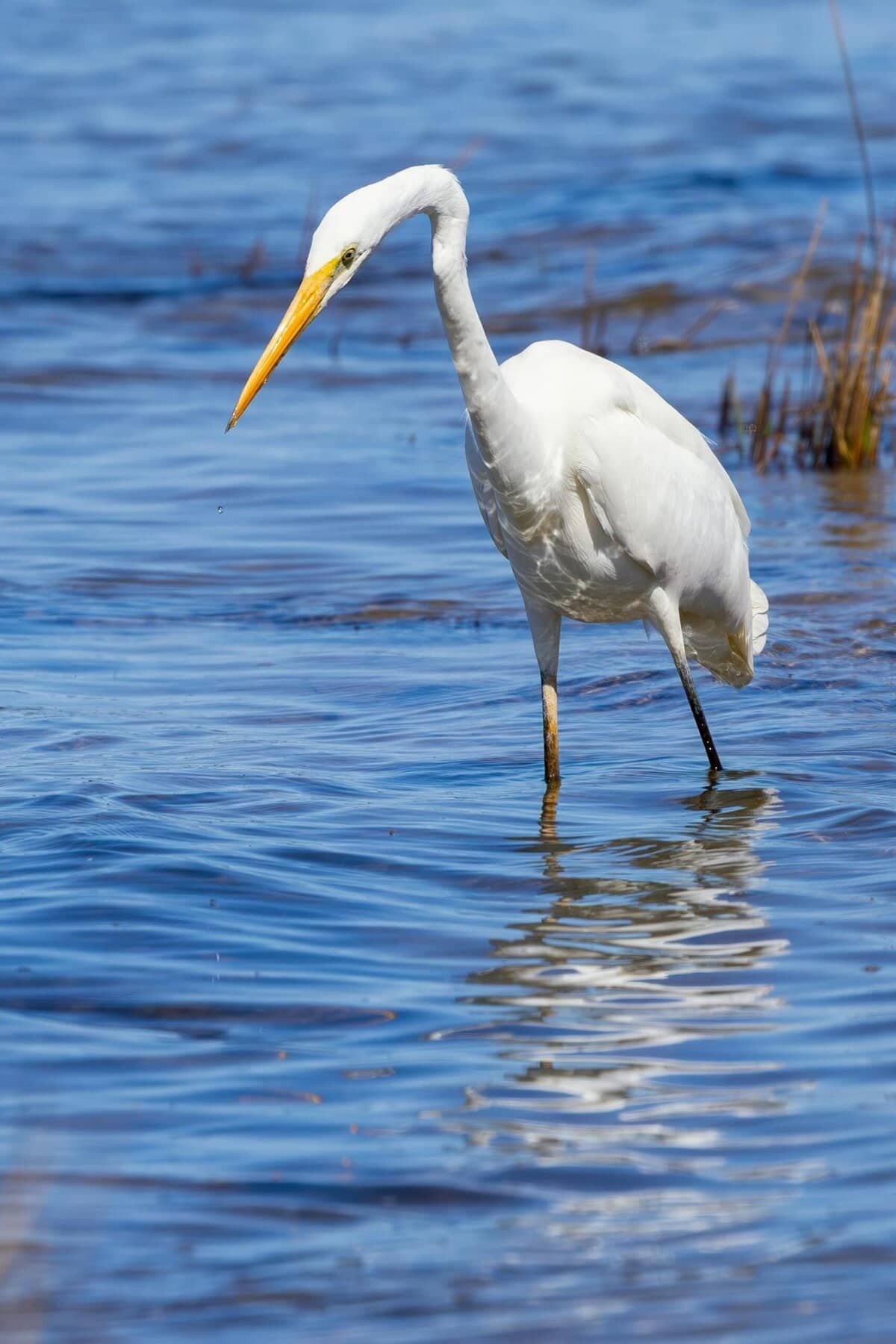 How Do I Monitor Water Quality Between Lab Tests?