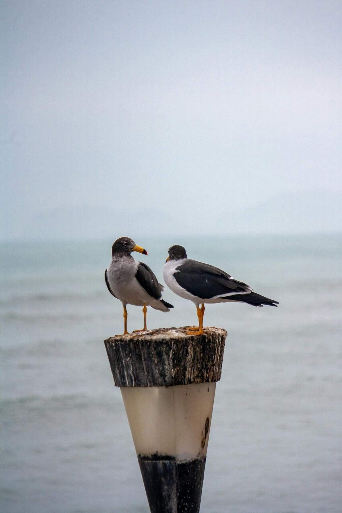 How Do I Test My Well For Uranium Or Radon? How Do I Test My Well For Uranium Or Radon?