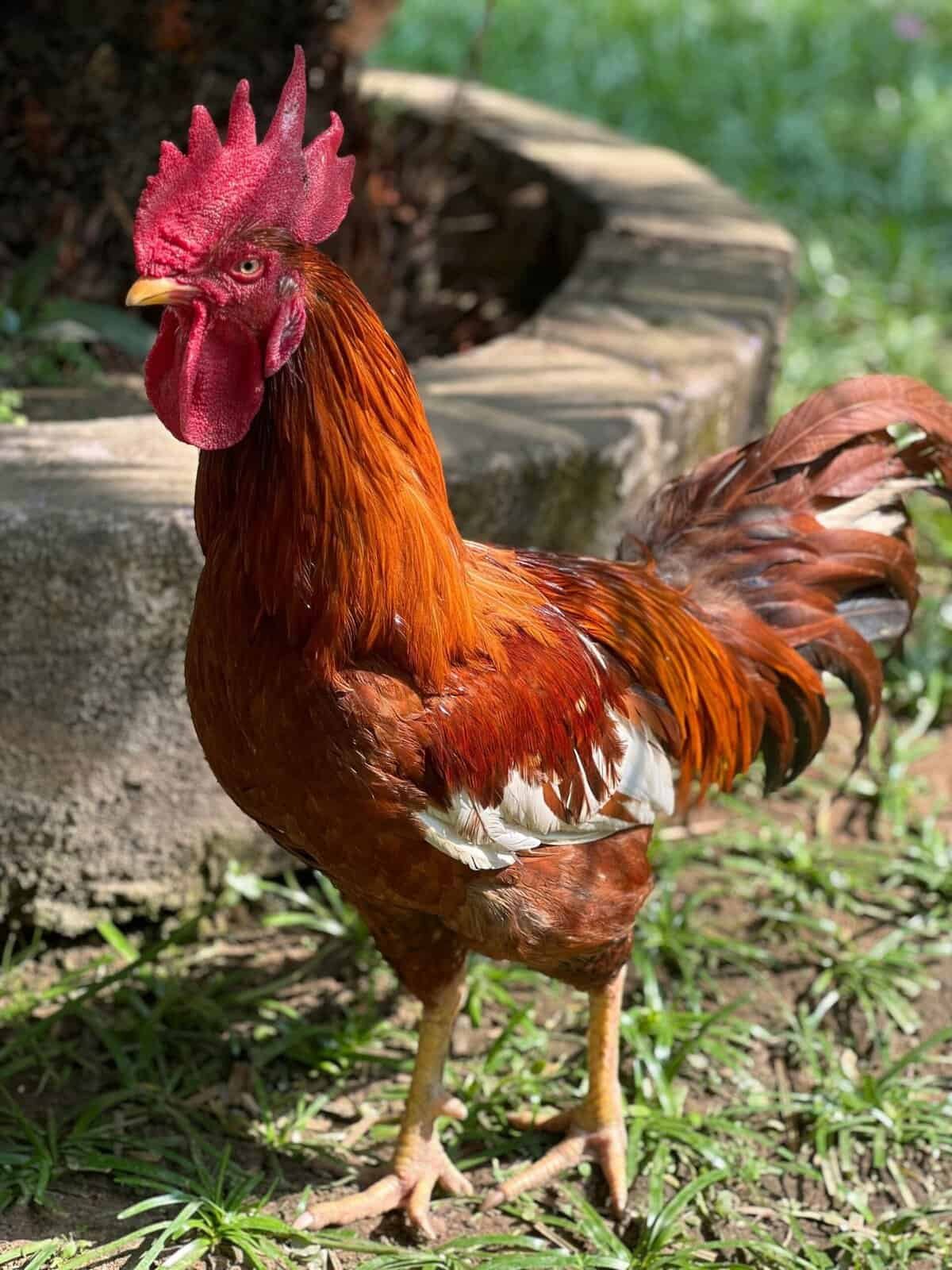 Can Nearby Agriculture Impact My Well Water Safety?