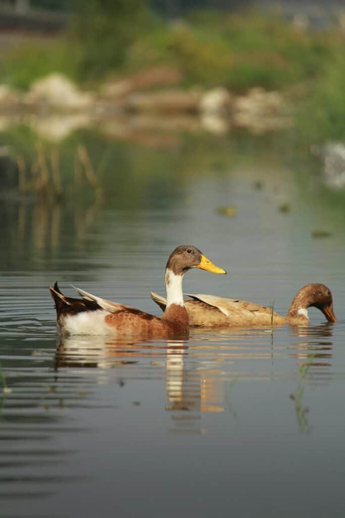 What Are Signs That My Water Well Needs Repair?