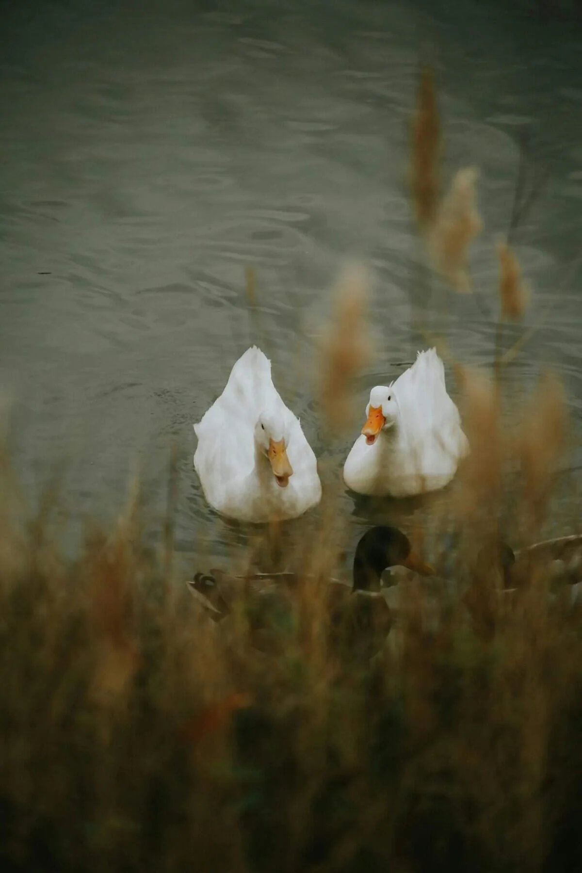How Do I Know If My Water Softener Is Safe For My Well?