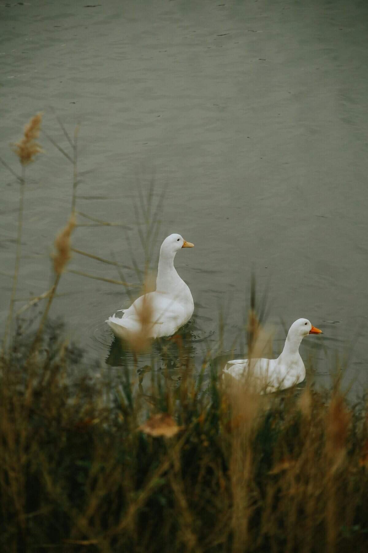 How Do I Know If My Water Softener Is Safe For My Well?